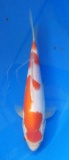 Kohaku - 29cm Zchter Marukyu, geb 2024