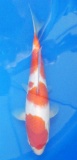 Kohaku - 30cm Zchter Marukyu, geb 2024