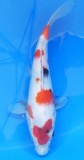 Showa - 24cm Zchter Sekiguchi, geb 2024