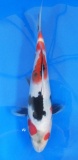 Showa - 26cm Zchter Sekiguchi, geb 2024