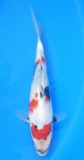 Showa - 25cm Zchter Sekiguchi, geb 2024