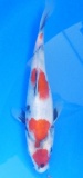 Showa - 24cm Zchter Sekiguchi, geb 2024