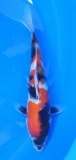 Showa - 25cm Zchter Sekiguchi, geb 2024