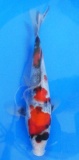 Showa - 24cm Zchter Sekiguchi, geb 2024
