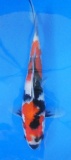 Showa - 25cm Zchter Sekiguchi, geb 2024