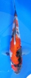 Showa - 26cm Zchter Sekiguchi, geb 2024
