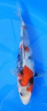 Showa - 24cm Zchter Sekiguchi, geb 2024