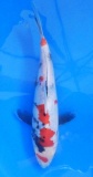Showa - 25cm Zchter Sekiguchi, geb 2024