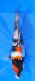 Showa - 25cm Zchter Sekiguchi, geb 2024