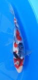Showa - 25cm Zchter Sekiguchi, geb 2024