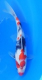 Showa - 25cm Zchter Sekiguchi, geb 2024