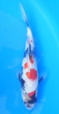 Showa - 25cm Zchter Sekiguchi, geb 2024