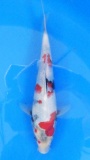 Showa - 25cm Zchter Sekiguchi, geb 2024