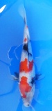 Showa - 25cm Zchter Sekiguchi, geb 2024