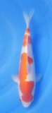 Kohaku - 34cm Züchter Maruyama, geb 2024
