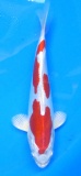 Kikusui - 22cm Züchter Yagenji, geb 2025