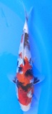 Showa - 24cm Züchter Yagenji, geb 2025