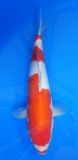 Kuchibeni Kohaku - 34cm Züchter Hoshikin, geb 2025