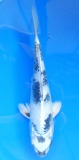 Gin Shiro Utsuri - 31cm Züchter Yagoro geb 2025
