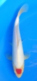 Tancho Kohaku - 30cm Züchter Yagoro geb 2025