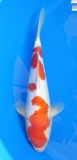 Kohaku - 38cm Züchter Hoshikin, geb 2025