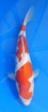 Kohaku - 36cm Züchter Hoshikin, geb 2025