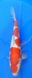 Kohaku - 35cm Züchter Hoshikin, geb 2025
