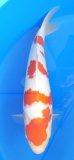 Kohaku - 37cm Züchter Hoshikin, geb 2025