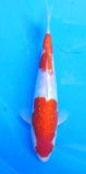 Ginrin Kohaku - 23cm Züchter Yagenji, geb 2025