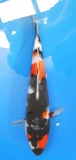 Showa - 29cm Züchter Yagenji, geb 2025