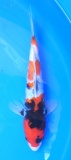 Showa - 29cm Züchter Yagenji, geb 2025