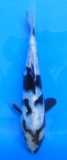 Shiro Utsuri - 17cm Züchter Yagenji, geb 2025