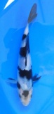 Shiro Utsuri - 17cm Züchter Yagenji, geb 2025