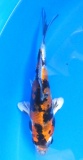 Kin Showa - 19cm Züchter Tanaka Satoshi, geb 2025