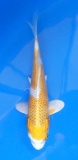 Hariwake - 18cm Züchter Tanaka Satoshi, geb 2025