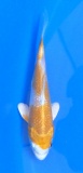 Hariwake - 15cm Züchter Tanaka Satoshi, geb 2025