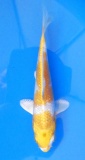 Hariwake - 16cm Züchter Tanaka Satoshi, geb 2025