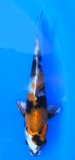 Kin Showa - 17cm Züchter Tanaka Satoshi, geb 2025
