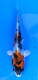 Kin Showa - 17cm Züchter Tanaka Satoshi, geb 2025