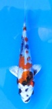 Kin Showa - 17cm Züchter Tanaka Satoshi, geb 2025