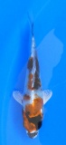 Kin Showa - 17cm Züchter Tanaka Satoshi, geb 2025